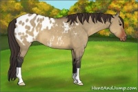 Horse Color:Brown Dun Appaloosa 