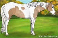 Horse Color:Palomino Splash Tobiano 