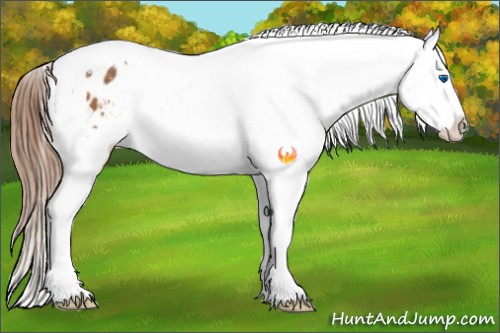 Horse Color:Buckskin Splash Tobiano Appaloosa 