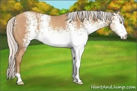 Horse Color:White Spotted Silver Sable Champagne Rabicano 