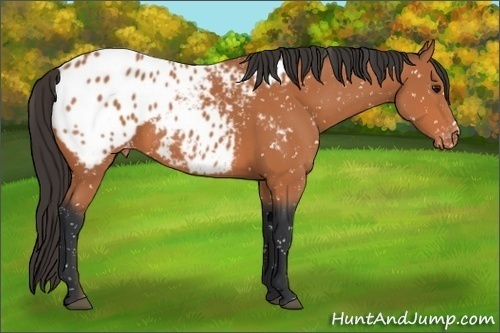 Horse Color:Bay Appaloosa 