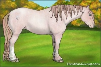 Horse Color:Watercolor Buckskin Roan Pearl  and Watercolor Buckskin Roan Pearl 