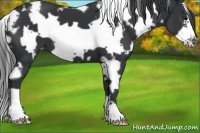 Horse Color:White Spotted Black Frame Appaloosa