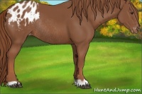 Horse Color:Chestnut Appaloosa Rabicano 