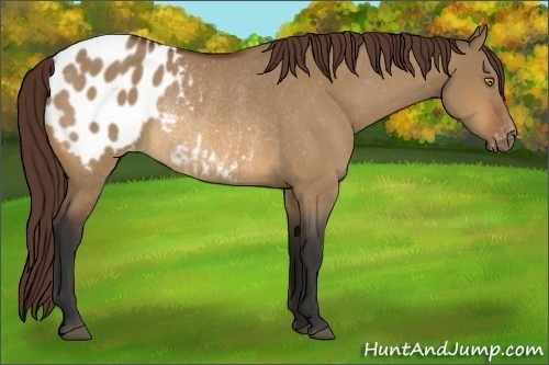 Horse Color:Bay Dun Appaloosa Rabicano
