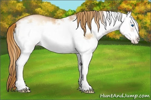 Horse Color:White Spotted Red Onyx Pearl Splash Frame Rabicano 