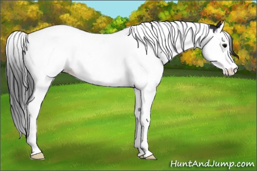 Horse Color:Black Splash Tobiano 