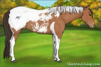 Horse Color:Bay Tobiano Snowcap