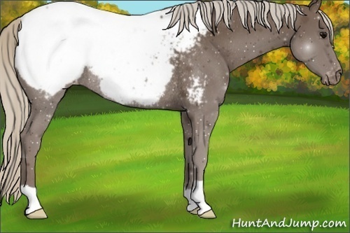 Horse Color:Silver Black Appaloosa Rabicano 