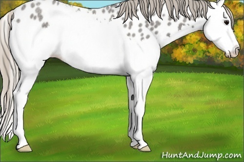 Horse Color:Silver Blue Roan Splash Appaloosa 