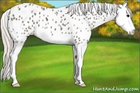 Horse Color:Silver Black Sabino Splash Appaloosa 