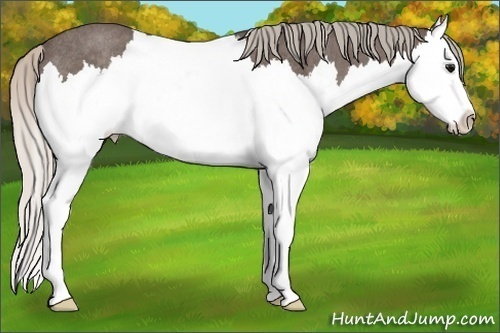Horse Color:Silver Blue Roan Sabino Splash Rabicano