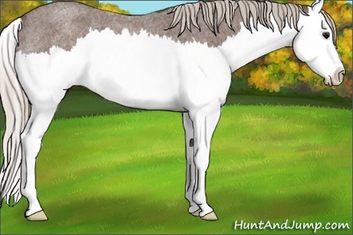 Horse Color:Silver Blue Roan Sabino Splash Rabicano