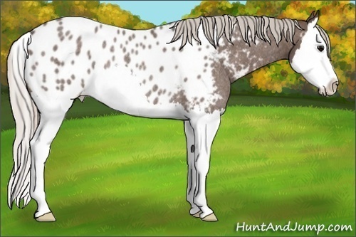 Horse Color:Silver Blue Roan Splash Near Leopard Rabicano 