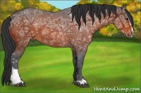 Horse Color:Bay Ice Sabino