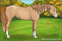Horse Color:Gold Champagne Splash