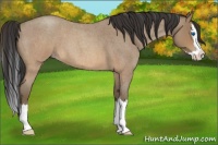 Horse Color:Sable Champagne Roan Splash 
