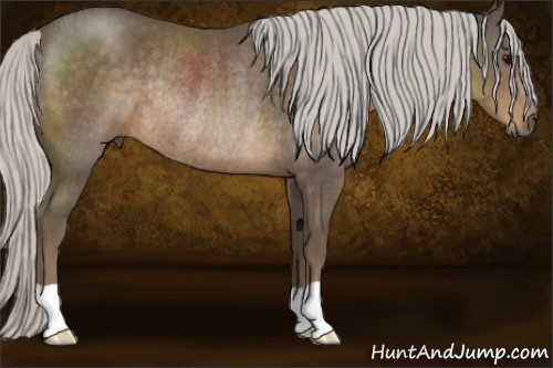 Horse Color:Silver Smoky Black Rabicano 