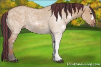 Horse Color:Painted Bay Ice Dun