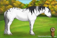 Horse Color:Black Splash Frame Appaloosa