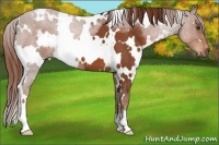 Horse Color:White Spotted Chestnut 