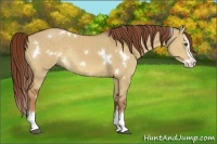 Horse Color:White Spotted Red Dun Splash Rabicano