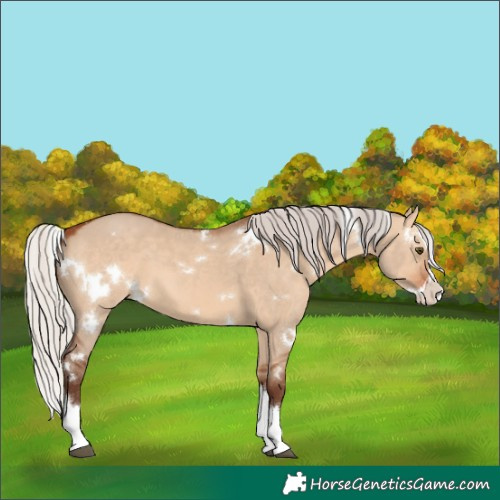 Horse Color:White Spotted Silver Bay Dun Splash 