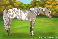 Horse Color:White Spotted Silver Grullo Appaloosa Rabicano