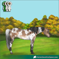 Horse Color:White Spotted Brown Dun Rabicano