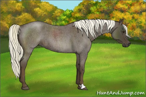 Horse Color:Liver Red Roan 