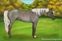Horse Color:Liver Red Roan 