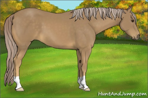 Horse Color:Palomino 