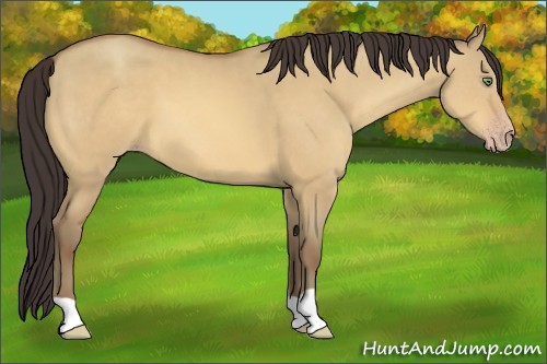 Horse Color:Sable Champagne Dun 