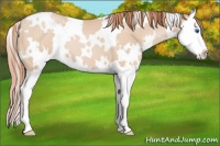 Horse Color:White Spotted Buckskin Pearl Splash