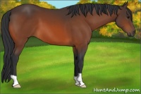 Horse Color:Bay 