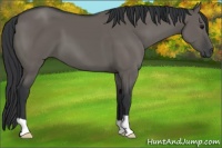 Horse Color:Grullo 