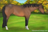 Horse Color:Buckskin 