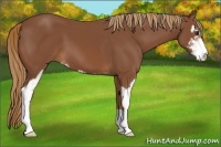 Horse Color:Chestnut Sabino 
