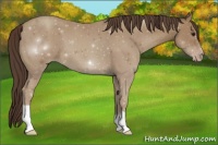 Horse Color:Classic Champagne 