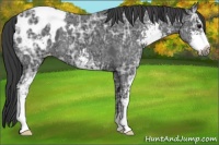 Horse Color:Black Ice Sabino Appaloosa