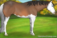 Horse Color:Buckskin Splash 