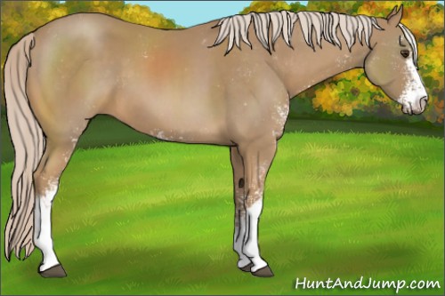 Horse Color:Palomino Sabino 
