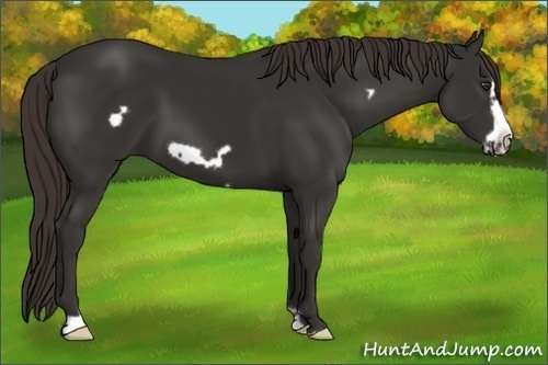 Horse Color:Liver Chestnut Frame