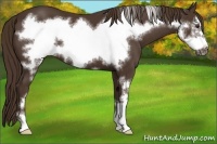 Horse Color:Liver Chestnut Frame 