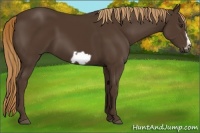 Horse Color:Liver Chestnut Frame 