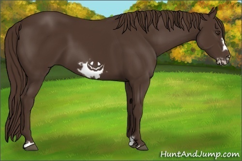 Horse Color:Liver Chestnut Frame 