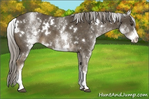 Horse Color:White Spotted Chocolate Palomino