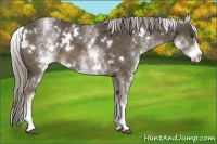 Horse Color:White Spotted Chocolate Palomino