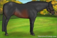 Horse Color:Brown Rabicano