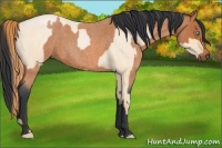 Horse Color:Buckskin Roan Pearl  and Bay Roan 